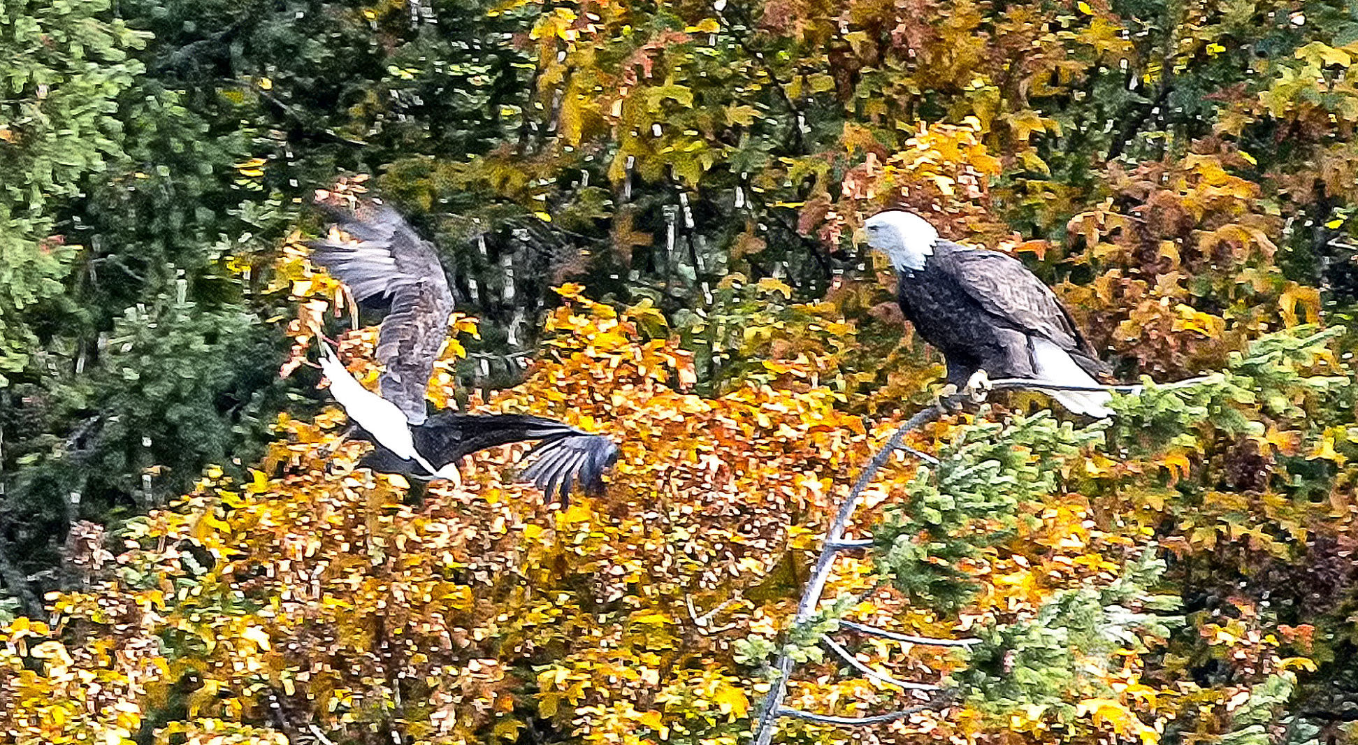 An eagle eye out below